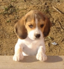 CACHORROS DE BEAGLE - mejor precio | unprecio.es
