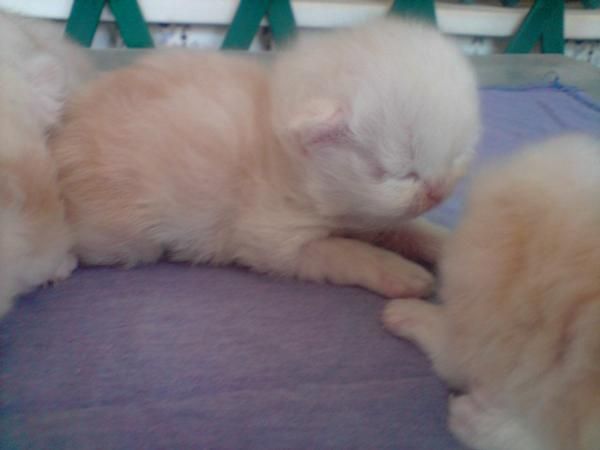 GATOS PERSA