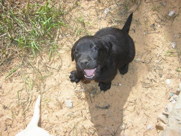 vendo preciosa camada de labradores