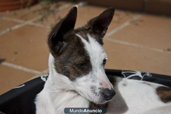 Salma, cachorrita pequeña en adopción