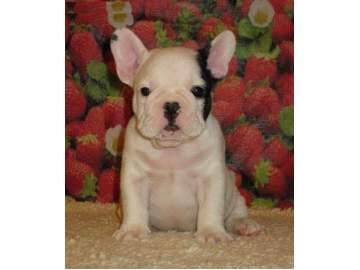 Bulldog Frances Pedigree