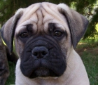 BULLMASTIFFS D'ASTURIES PATRIA QUERIDA - mejor precio | unprecio.es