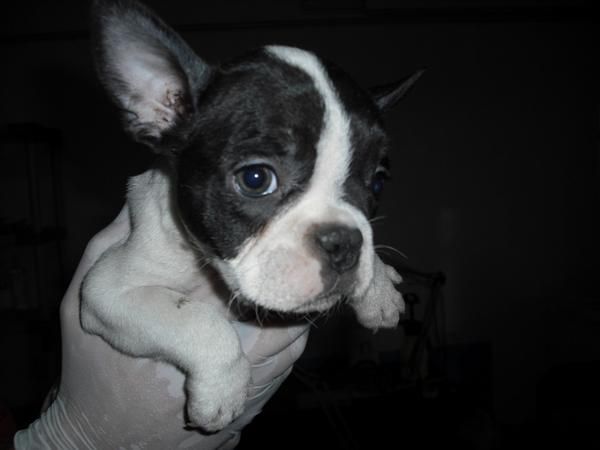 Cachorros de Bulldog Frances  altisima calidad