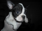 Cachorros de Bulldog Frances  altisima calidad - mejor precio | unprecio.es