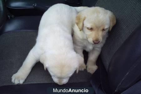 Cachorros labrador dorado