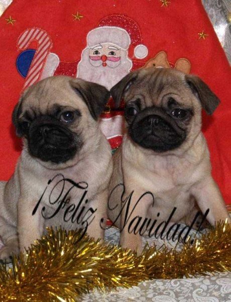 Carlino, cachorros economicos y excelentes