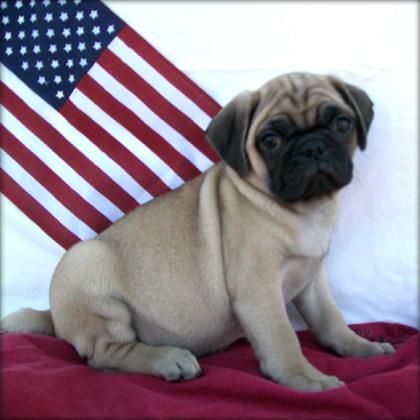 Carlino, vendo camada a buen precio
