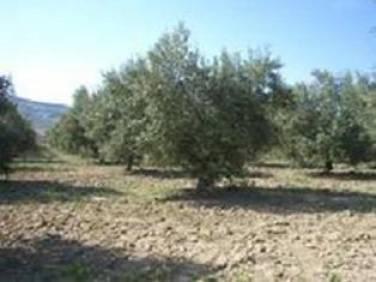 Comprar Terreno Alhama de Granada PARAJE DE BARTOLO