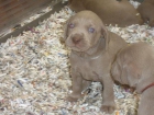 EXPECTACULAR CAMADA DE WEIMARANER - mejor precio | unprecio.es