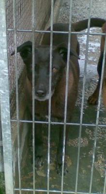 Hembras medianas en adopción en Amigos del Perro (Gijón y Langreo)