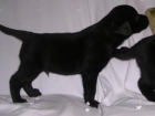 Labradores retriever negros cachorros de gran calidad - mejor precio | unprecio.es