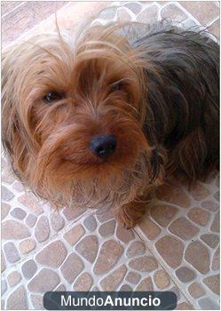 REGALO HEMBRITA YORKSHIRE DE 15 MESES