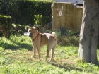 SHAR PEI.MONTAS.CREO EN EL AMOR Y BUSCO UNA PERRITA PARA VIVIRLO - mejor precio | unprecio.es