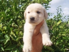 Ultimo cachorrito de labrador crema, 200 euros!! - mejor precio | unprecio.es