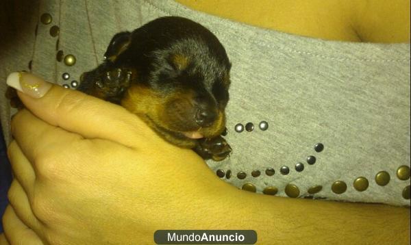 Vendo cachorros de rottweiler