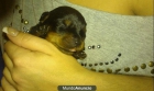 Vendo cachorros de rottweiler - mejor precio | unprecio.es