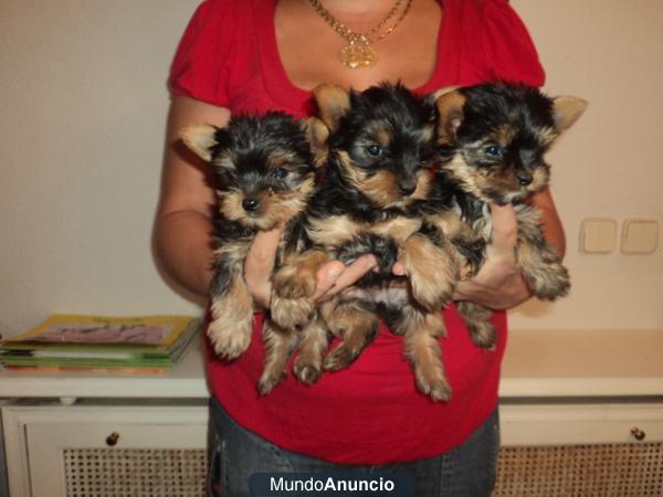yorkshire terrier