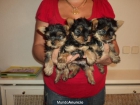 yorkshire terrier - mejor precio | unprecio.es