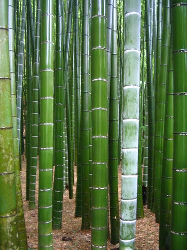 50 Semillas Frescas de Bambú Moso