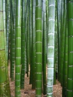 50 Semillas Frescas de Bambú Moso - mejor precio | unprecio.es