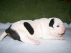 American Pit Bull Terrier en venta. - mejor precio | unprecio.es