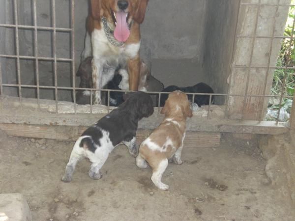 CACHOROS DE BRETON TRICOLOR Y BLANCO CHOCOLATE