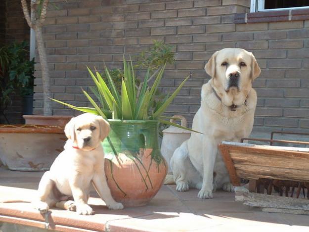 Camada labrador