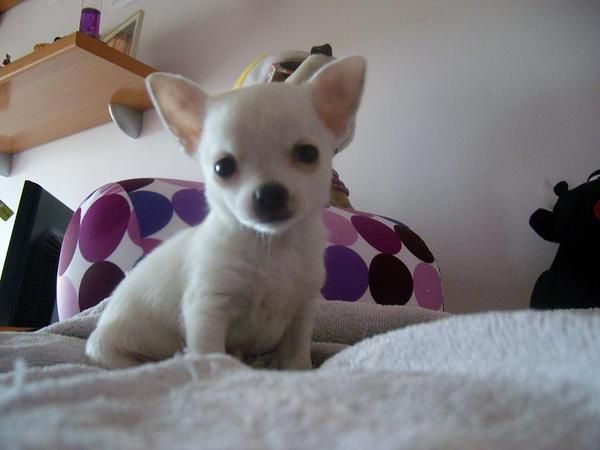 Chihuahua Blanco