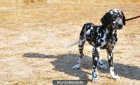 DALMATA CON 3 MESES PRECIOSOS EJEMPLARES 200ER. - mejor precio | unprecio.es