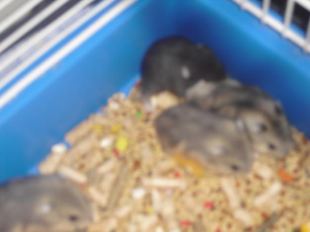 Hamsters rusos