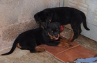 Impresionante camada de rottweiler en venta - mejor precio | unprecio.es