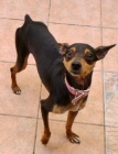 Pinscher jovencito muy simpatico en adopción. - mejor precio | unprecio.es