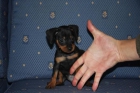 Pinscher mini Malaga - mejor precio | unprecio.es