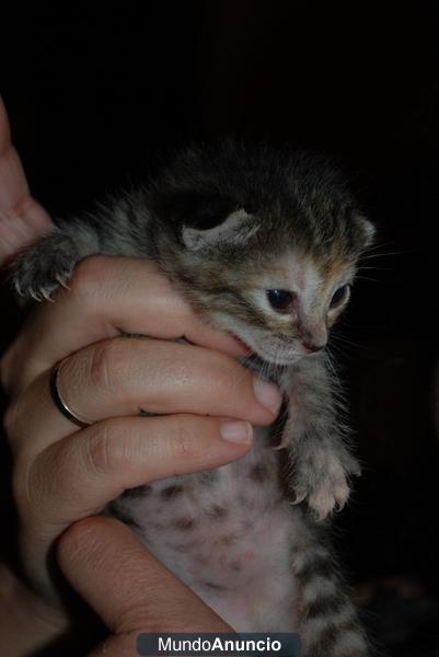 Regalo Gatitos encontrados en un contenedor