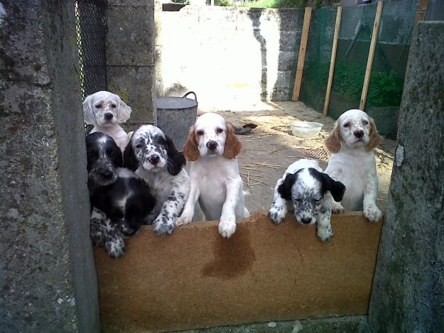 setter
