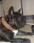 busco novia para mi bulldog frances - mejor precio | unprecio.es