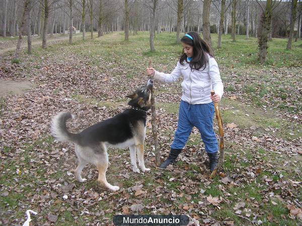 Busco pareja para un husky con partor aleman