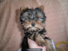 Cachorro de yorkshay macho - mejor precio | unprecio.es