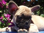 Camada de Bulldog Frances Fawn - mejor precio | unprecio.es