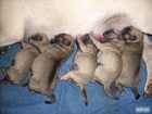 CARLINO PUG PARTICULAR SE VENDE 600 euros - mejor precio | unprecio.es