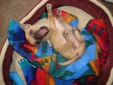 Chihuahua wonderfull