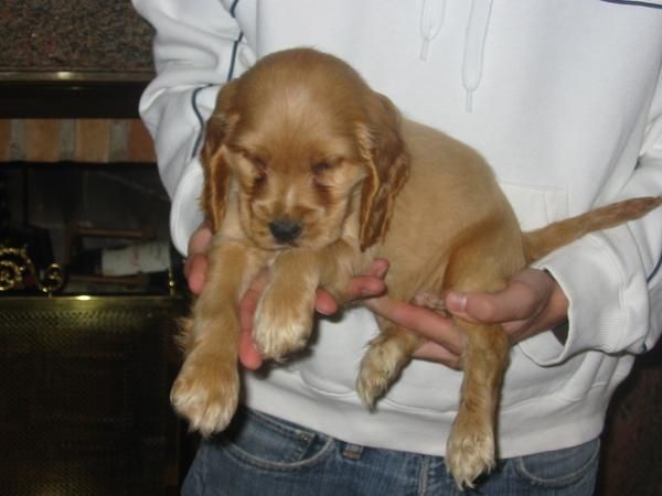 Cocker spaniel,cachorros,dorados y negros,pedigree.