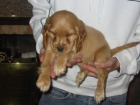 Cocker spaniel,cachorros,dorados y negros,pedigree. - mejor precio | unprecio.es