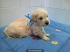 Golden Retriever - mejor precio | unprecio.es