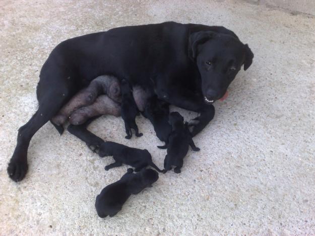 labrador retriever