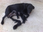 labrador retriever - mejor precio | unprecio.es