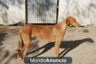 RegaloPodenco alegre y jugueton busca casa - mejor precio | unprecio.es