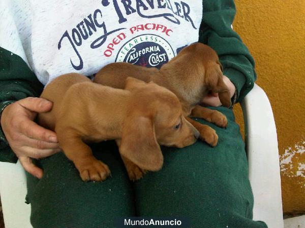TECKEL CANINCHEN, DE DOS MESES