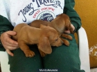TECKEL CANINCHEN, DE DOS MESES - mejor precio | unprecio.es