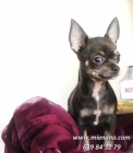 VENTA DE CHIHUAHUAS MINI, ENVIOS CONTRA REEMBOLSO - mejor precio | unprecio.es